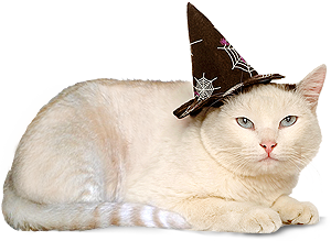 Picture of a cat wearing a witch's hat.