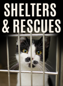 Shelters & Rescues card featuring Black and White Cat